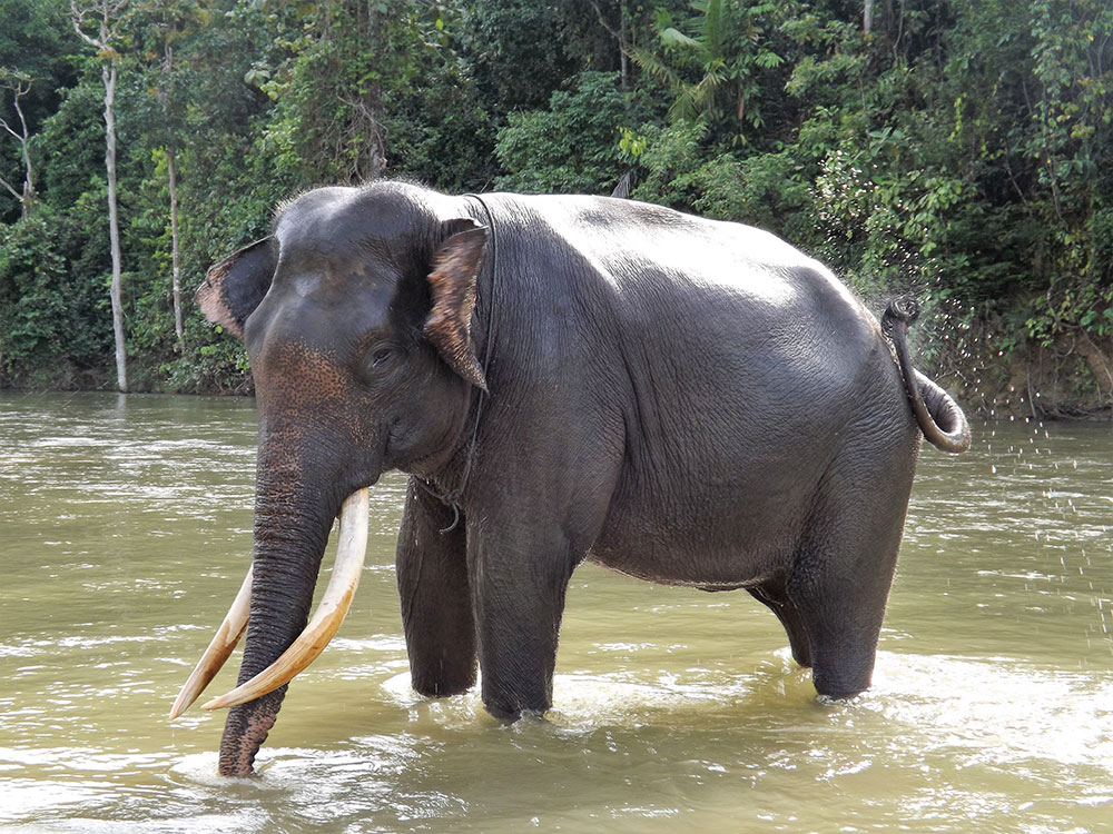 Bathing Elephant