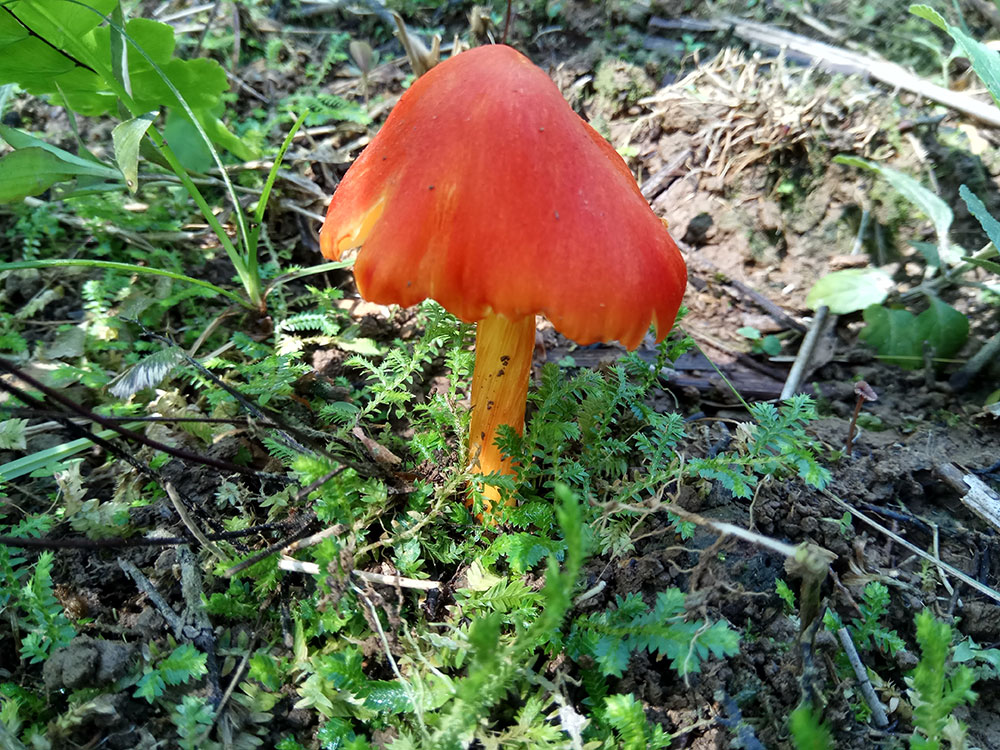 A pretty wild colorful mushroom