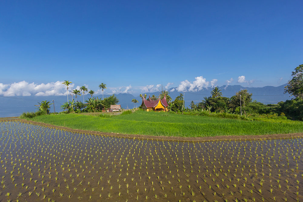 Beautiful Agricultural Landscape with Traditional Minang Structure