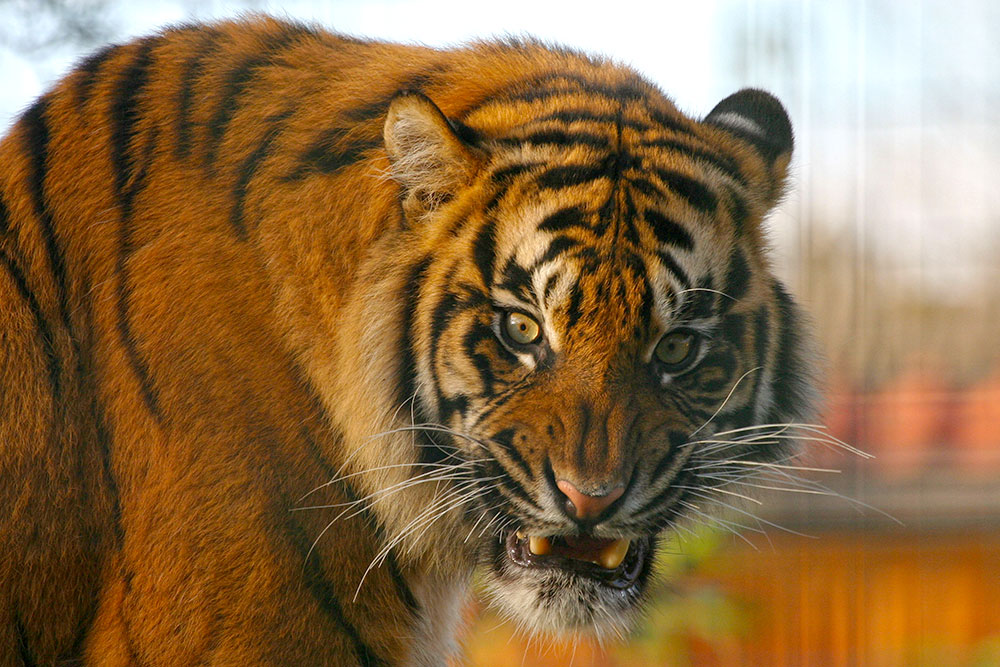 The Majestic Sumatran Tiger