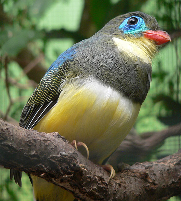 An exotic colorful jungle bird