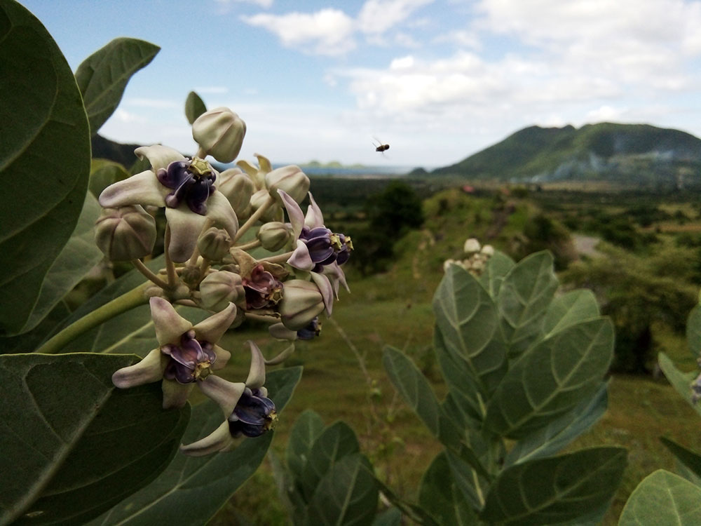 Regional Flowers of Sumbawa, Indonesia