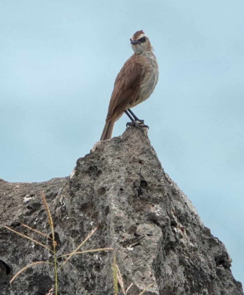 A yellow ventilated-nightingale perched on a coral