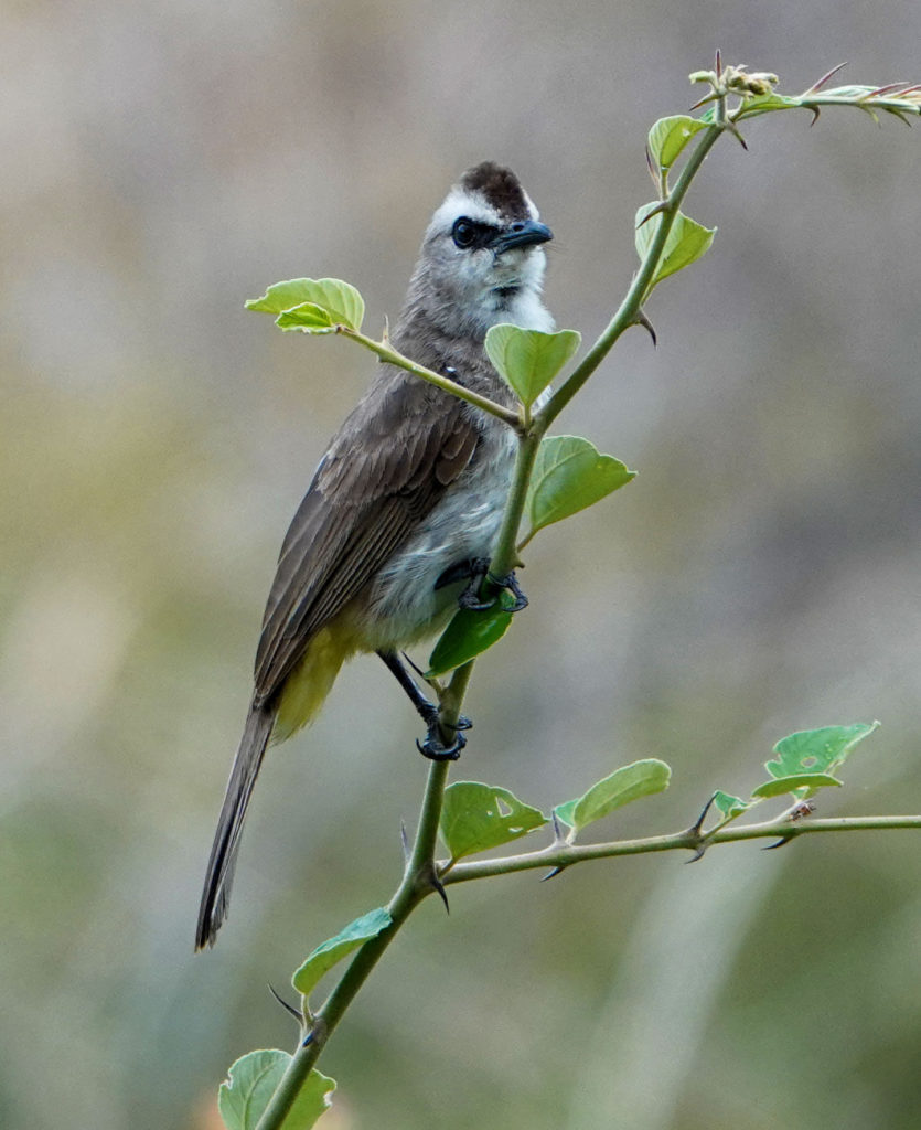 A yellow vented Bulbul perched on a tree