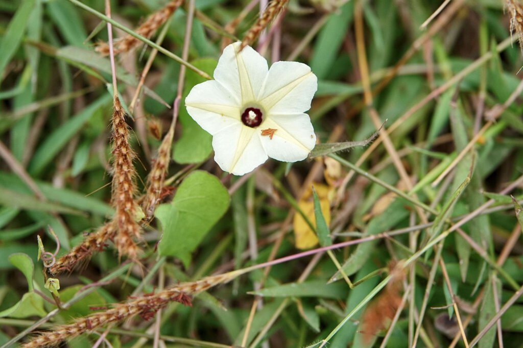 The best close up view of white flowers growing in Bali