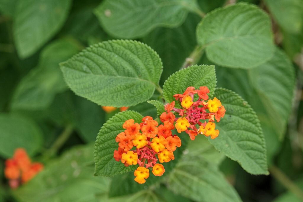 The best view of red and yellow flowers growing in Bali