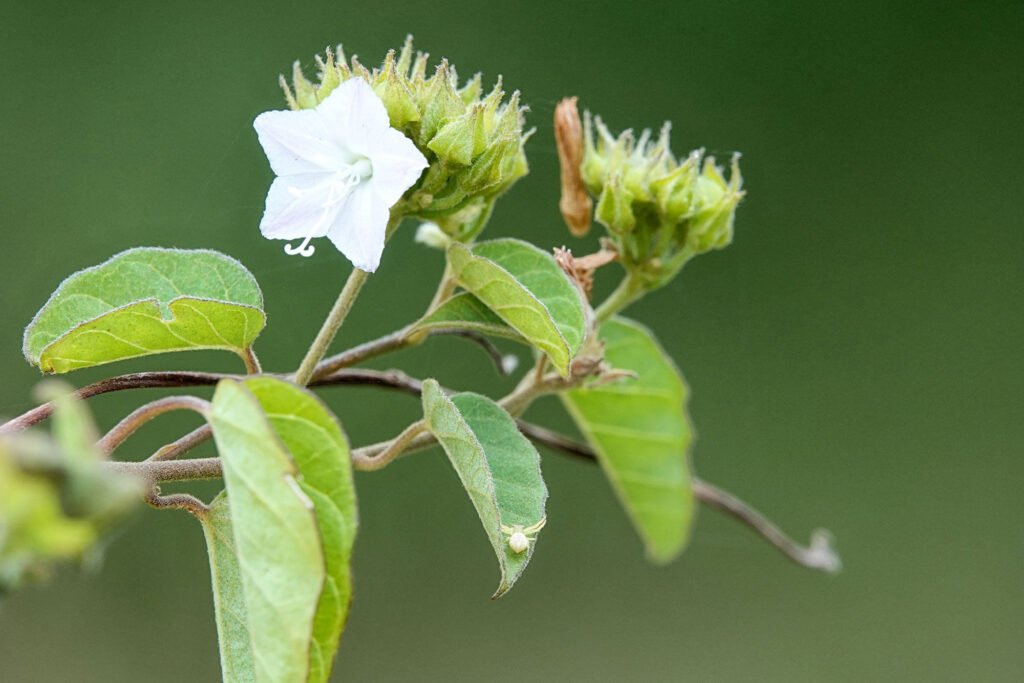 The best view of white flowers growing in Bali