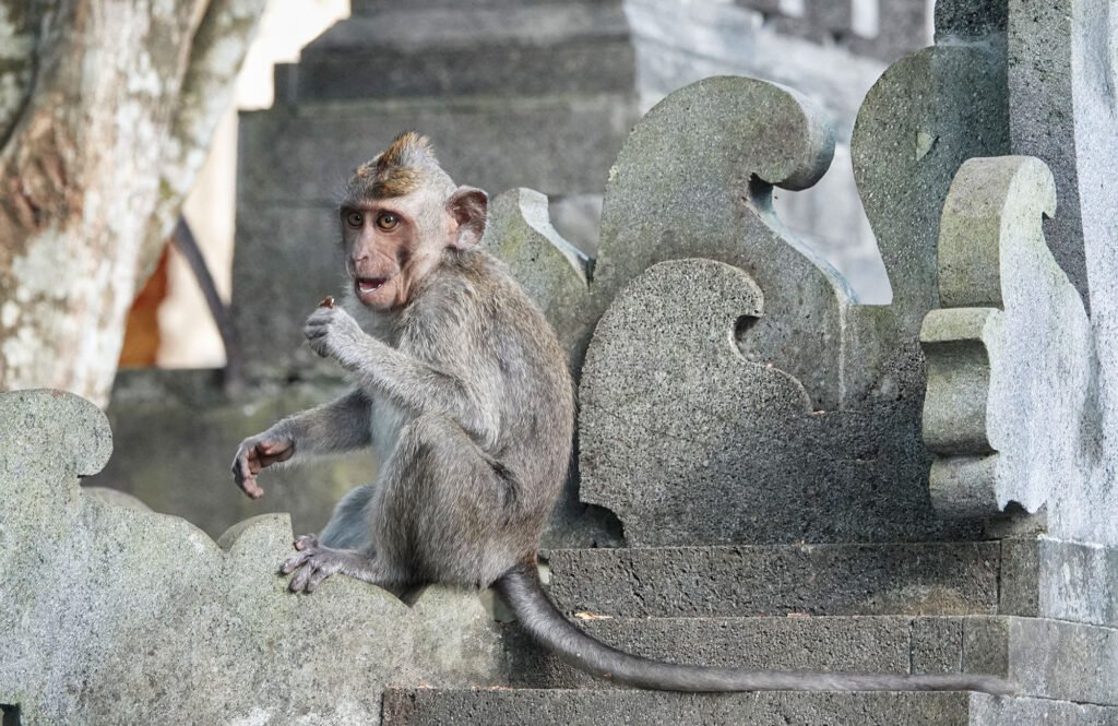 monkey in padang-padang beach
