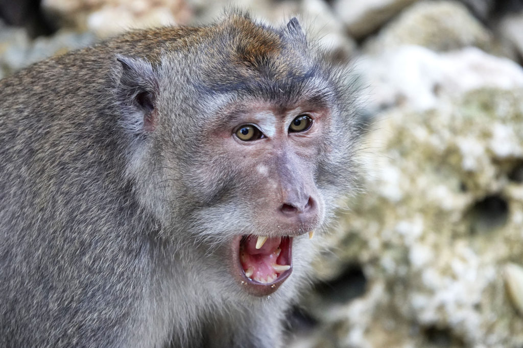Close-Up of monkey showing teeth