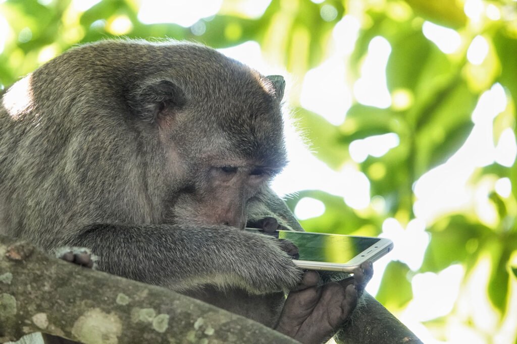 Hold you cell tight so the monkey can't grab it