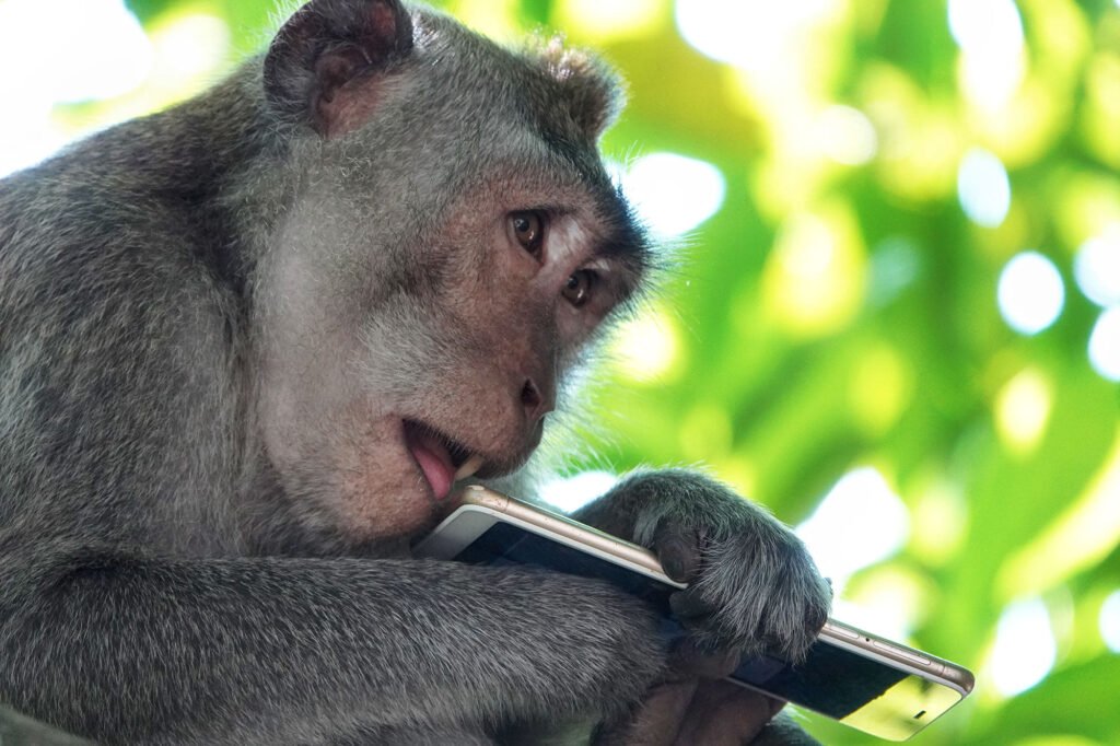 close up monkey who is playing the cellphone