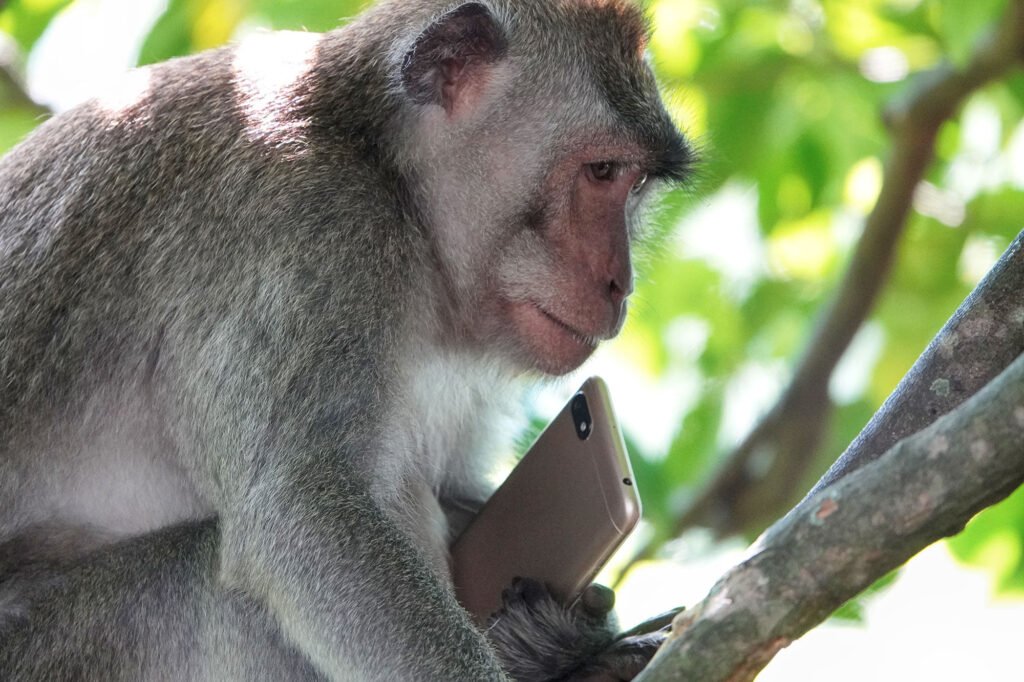 close up monkey who is playing the cellphone