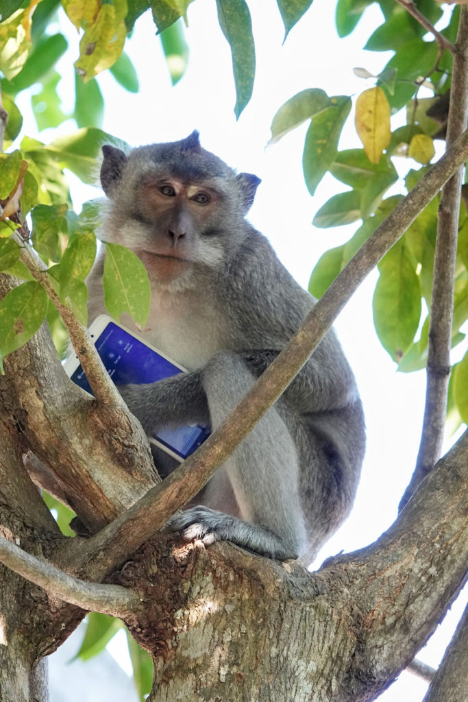 monkey-who-is-playing-the-cellphone-on-padang-padang-beach-5