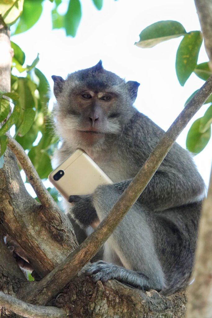 monkey who is playing the cellphone on padang-padang beach