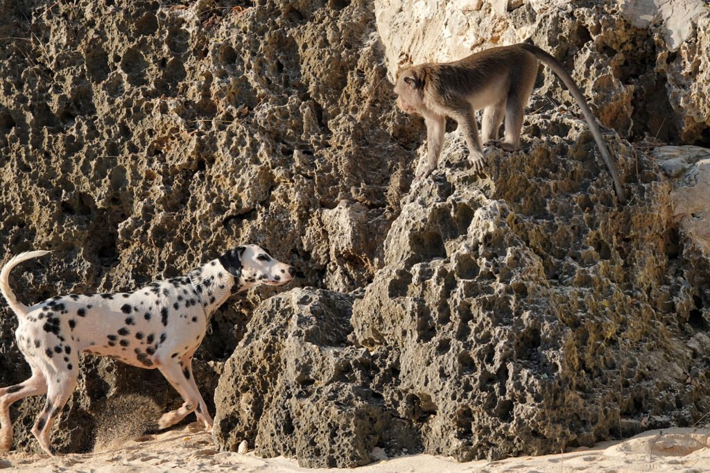 monkey with dog in padang-padang beach