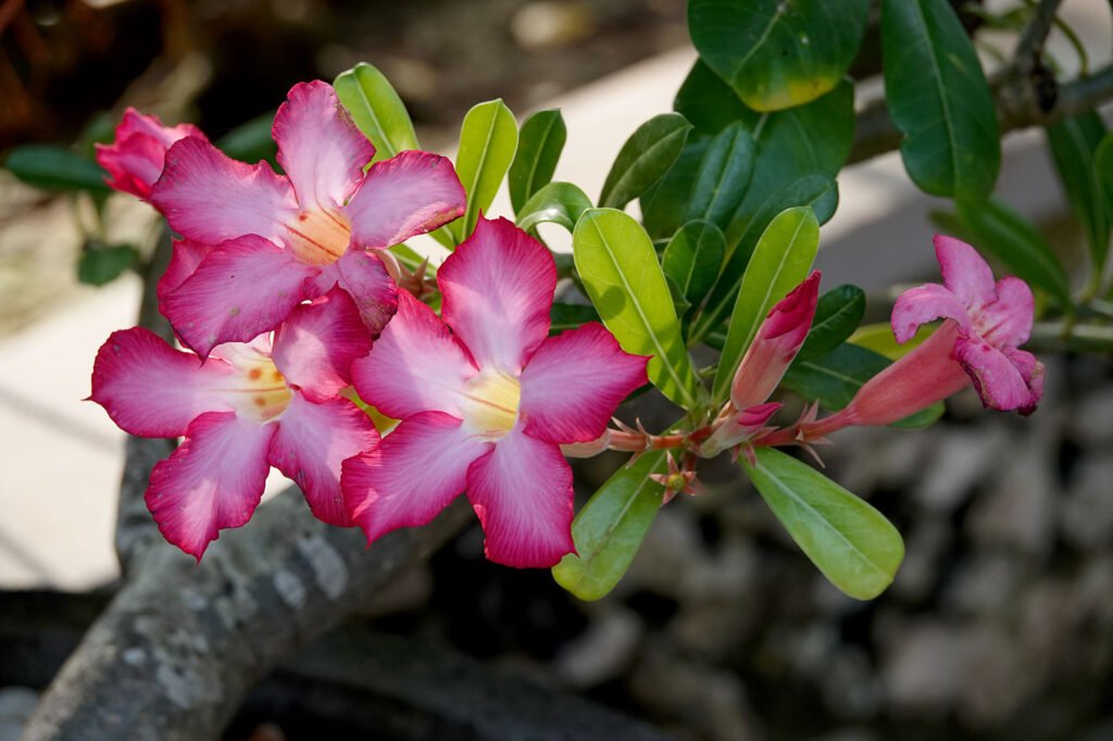 red frangipani flowers