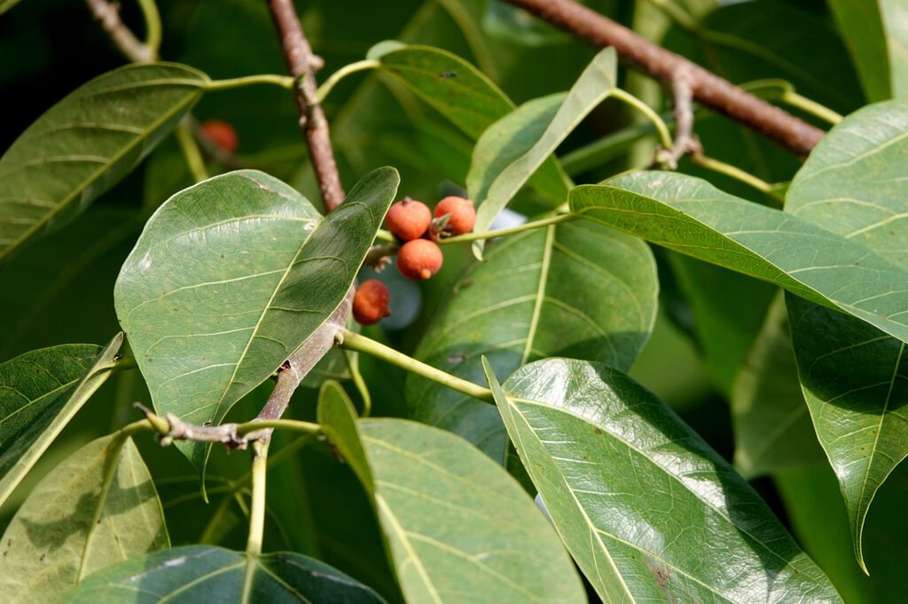the fruit of the singapur tree