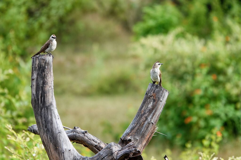 two yellow ventilated-nightingales