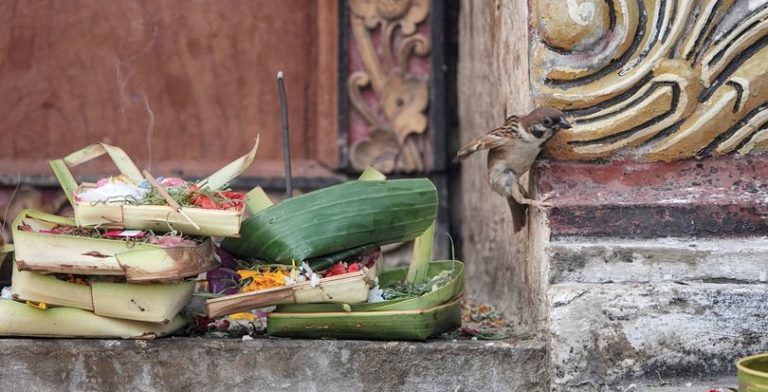 Bird And Sacred Offerings in Bali