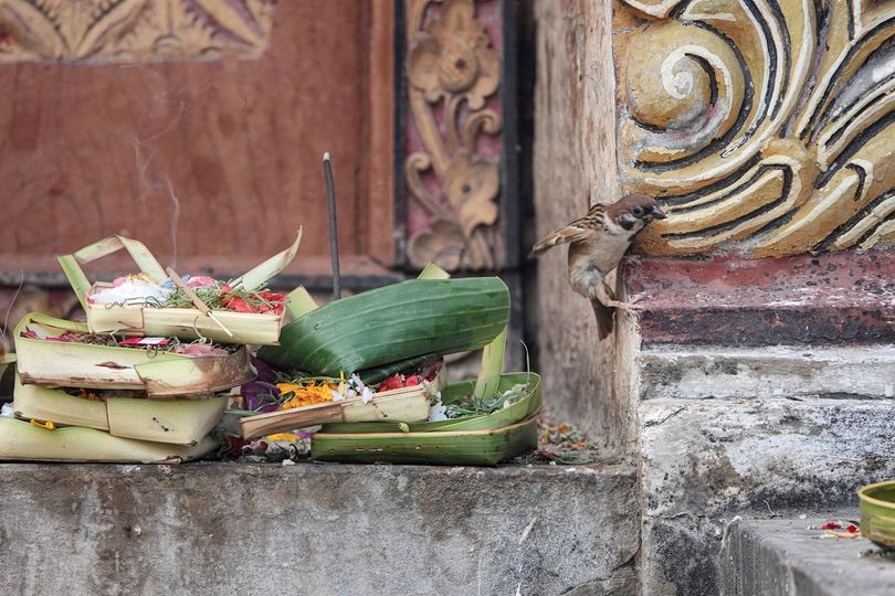 bird and sacred offerings in bali