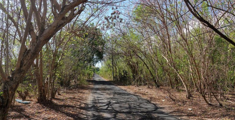 Trees And Shadows on Lembongan Island
