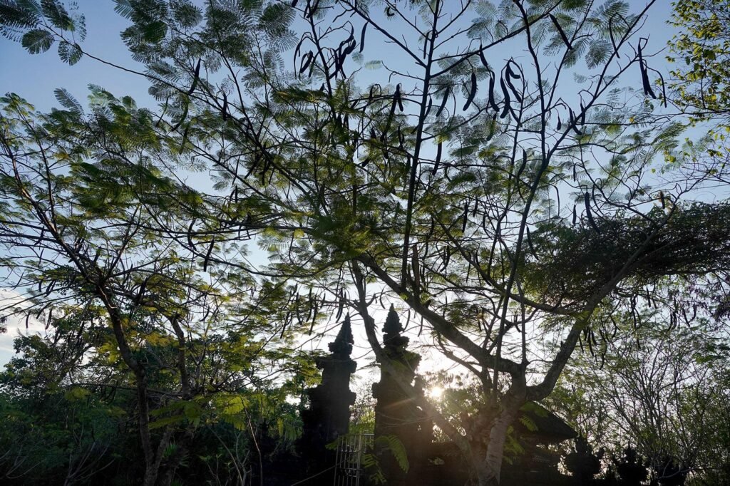 Sunlight permeates through the gates of a temple situated in a forest.