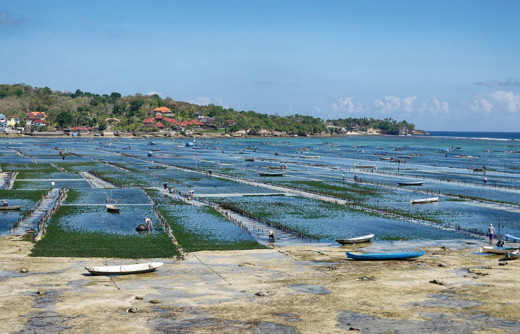 Mid-Low-Tide-Seaweed-Farm-1