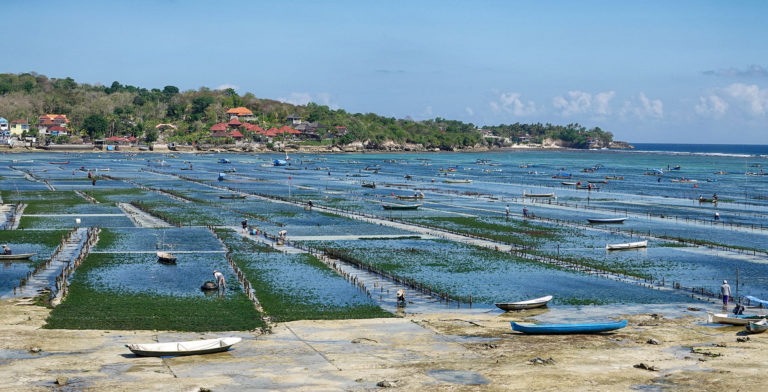 Mid and Low Tide Seaweed Farming at Yellow Bridge