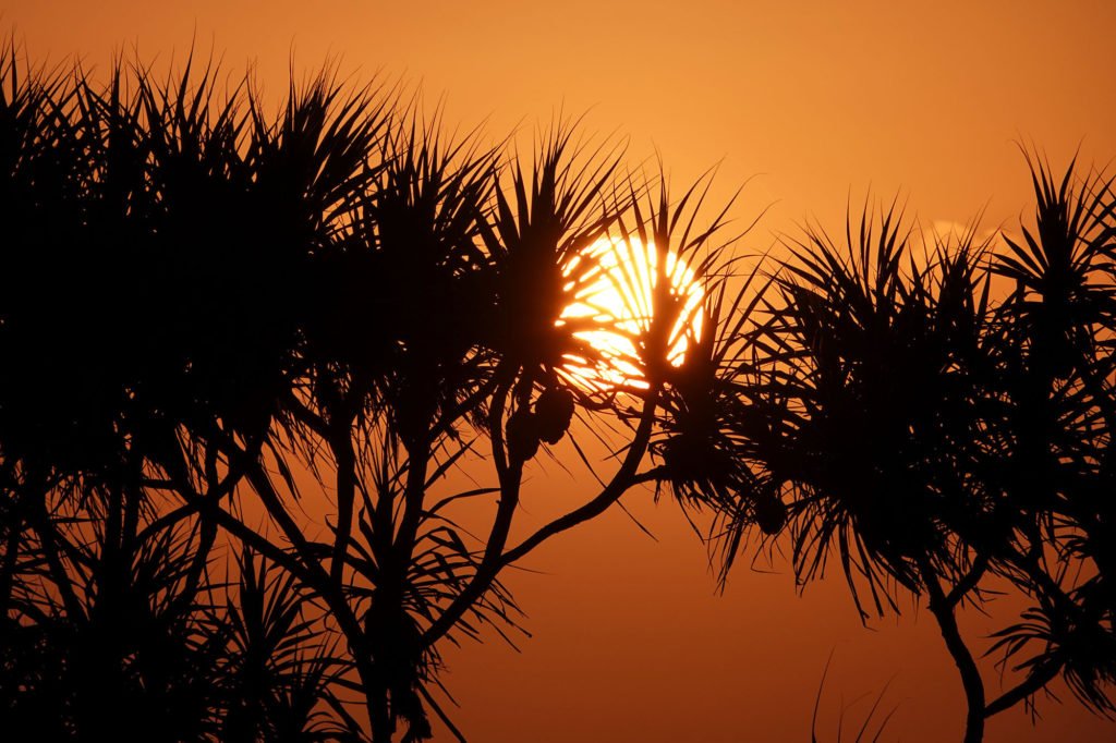 A glowing sun peaks through the leaves of a beach palm tree.