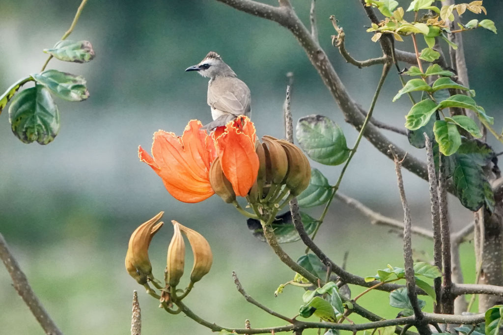 Bird-Nature-West-Bali