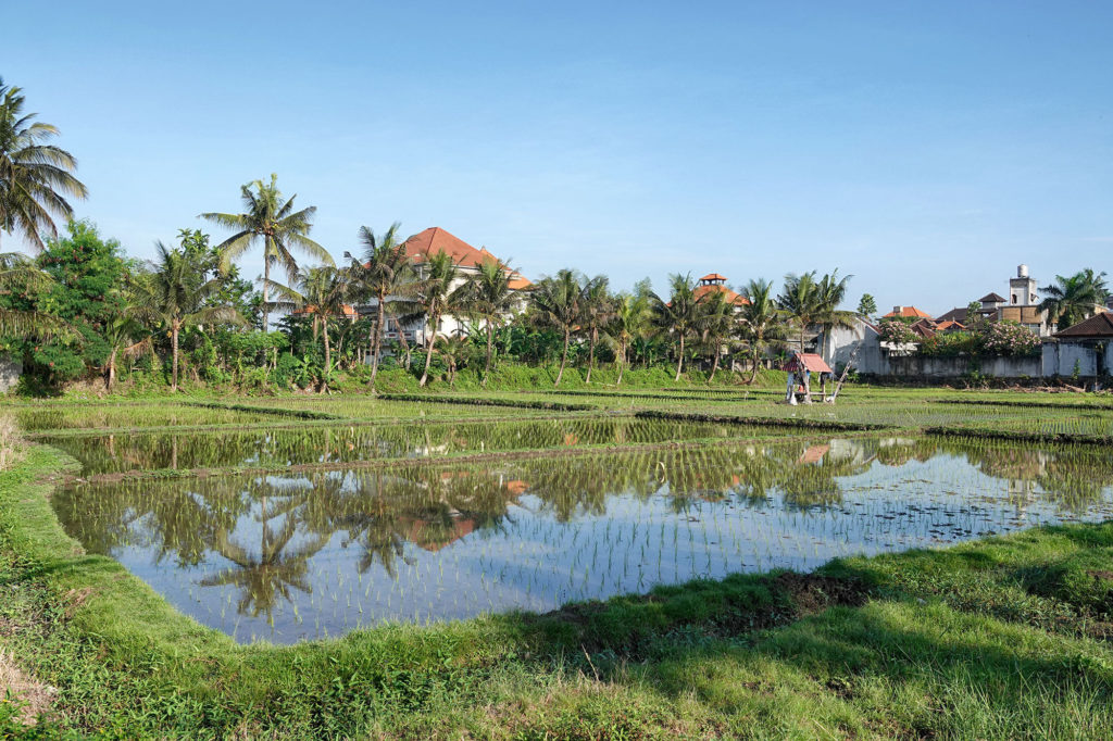 Ubud-Bali-Rice-Field