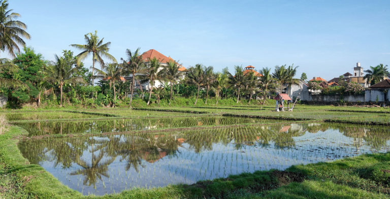 Charming Rice Field in Ubud