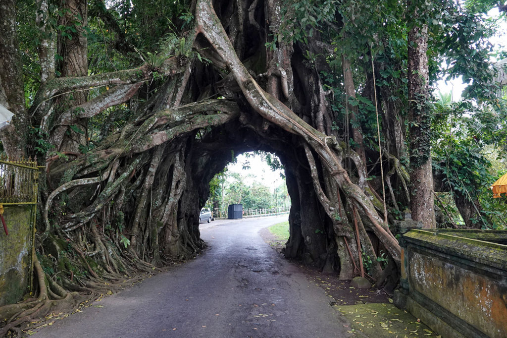 West-Bali-Big-Tree-Road