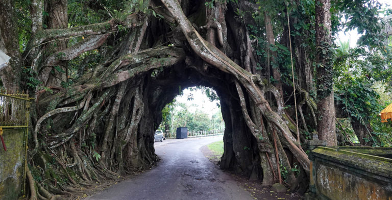 Sacred Trees in West Bali