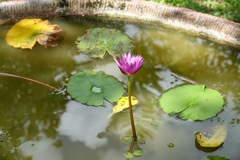puri santrian flower nature 768x512