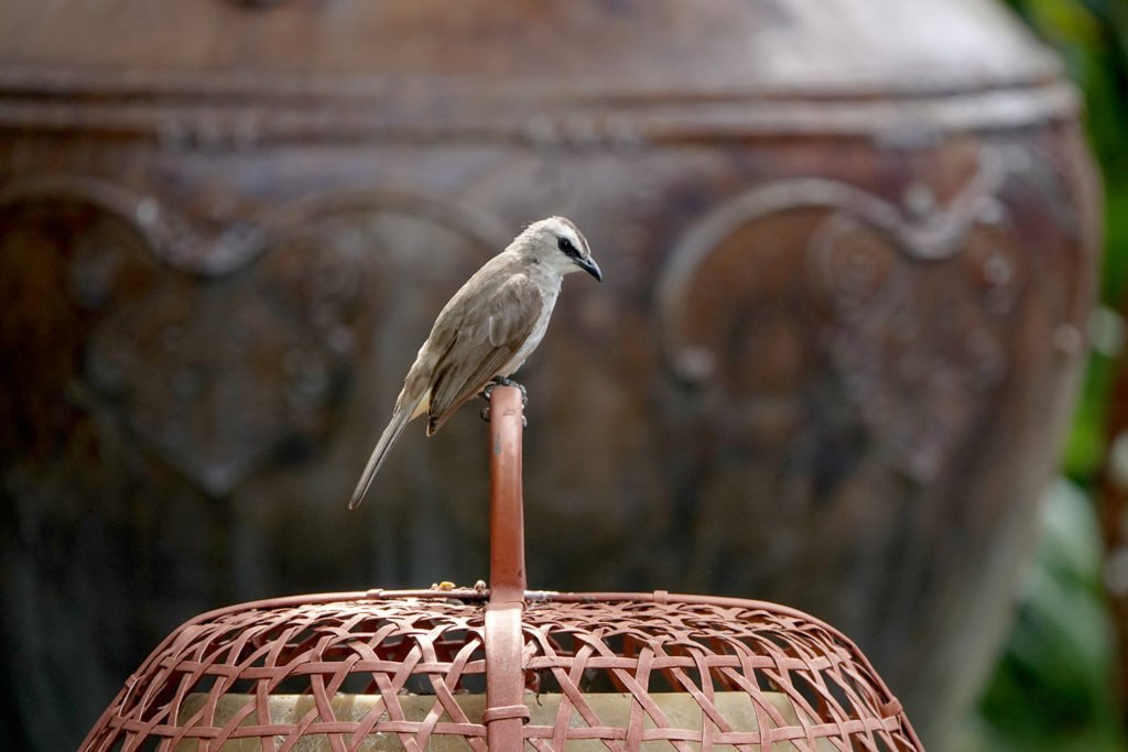 puri santrian nature bird 1024x683