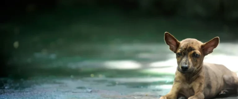 Bali Adoption Rehab Centre 01 1 768x321