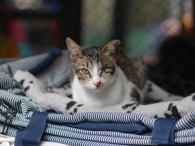 villa kitty 3 768x576