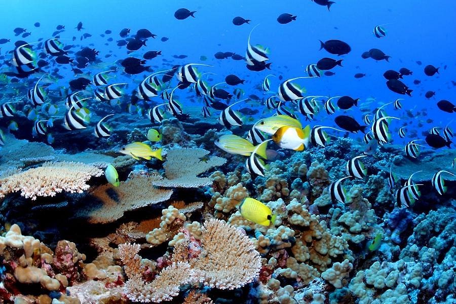 blue corner dive