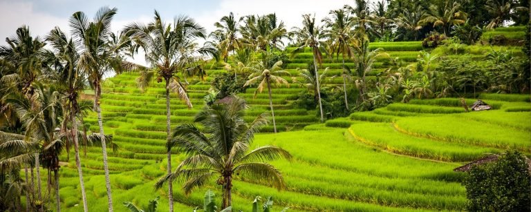bali dest 959 768x307