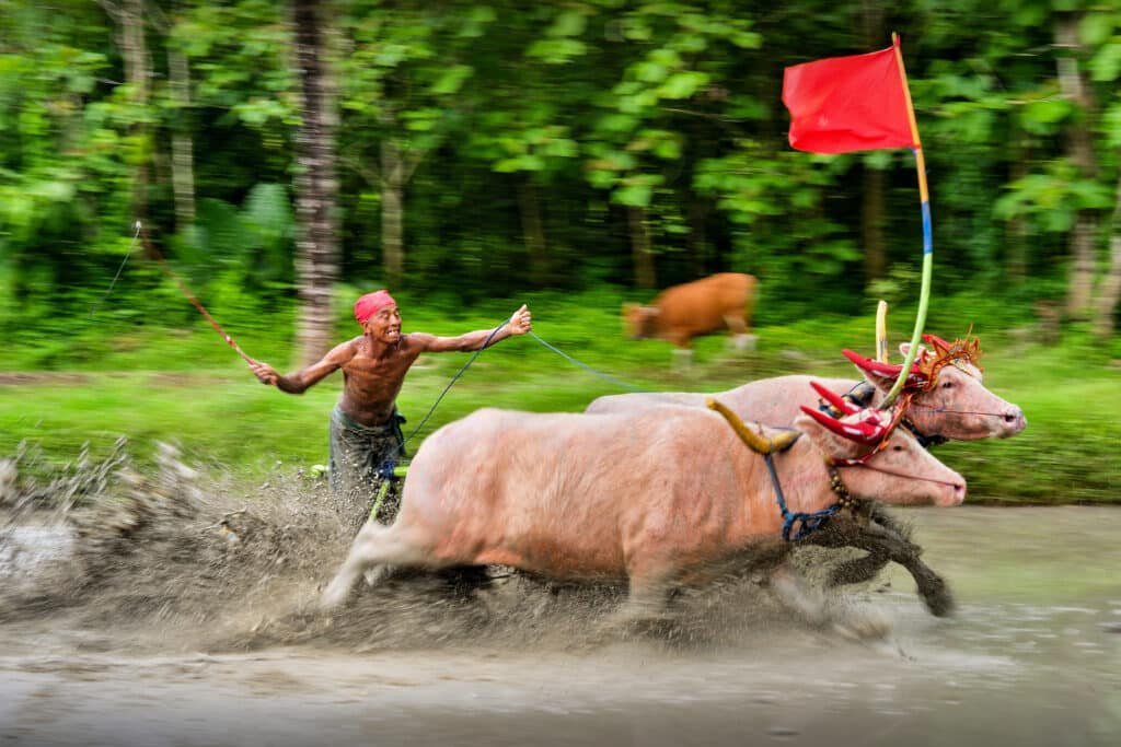 Tradisi Makepung Lampit balap kerbau di Jembrana, Bali Barat